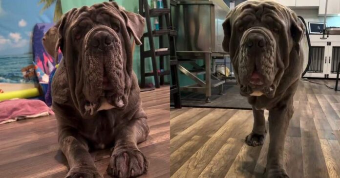 Big-Dog-Refuses-to-Get-on-Grooming-Table-Then-Somehow.jpg Big Dog Refuses to Get on Grooming Table, Then Somehow He's the One Exhausted