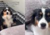 Both Dogs Have the Guiltiest Faces, but Their Crime Is Still a Mystery Both Dogs Have the Guiltiest Faces, but Their Crime Is Still a Mystery