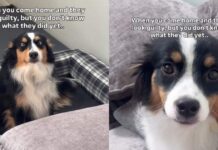 Both Dogs Have the Guiltiest Faces, but Their Crime Is Still a Mystery Both Dogs Have the Guiltiest Faces, but Their Crime Is Still a Mystery