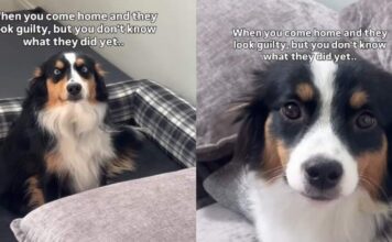 Both Dogs Have the Guiltiest Faces, but Their Crime Is Still a Mystery Both Dogs Have the Guiltiest Faces, but Their Crime Is Still a Mystery