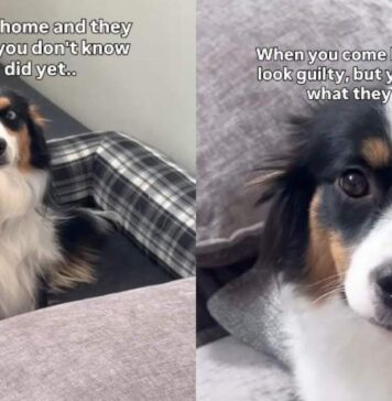 Both Dogs Have the Guiltiest Faces, but Their Crime Is Still a Mystery Both Dogs Have the Guiltiest Faces, but Their Crime Is Still a Mystery