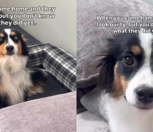 Both Dogs Have the Guiltiest Faces, but Their Crime Is Still a Mystery Both Dogs Have the Guiltiest Faces, but Their Crime Is Still a Mystery