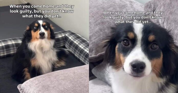 Both-Dogs-Have-the-Guiltiest-Faces-but-Their-Crime-Is.jpg Both Dogs Have the Guiltiest Faces, but Their Crime Is Still a Mystery