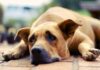 Can Dogs Cry? – Whole Dog Journal Can Dogs Cry? - Whole Dog Journal