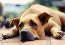 Can Dogs Cry? – Whole Dog Journal Can Dogs Cry? - Whole Dog Journal