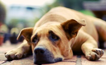 Can Dogs Cry? – Whole Dog Journal Can Dogs Cry? - Whole Dog Journal