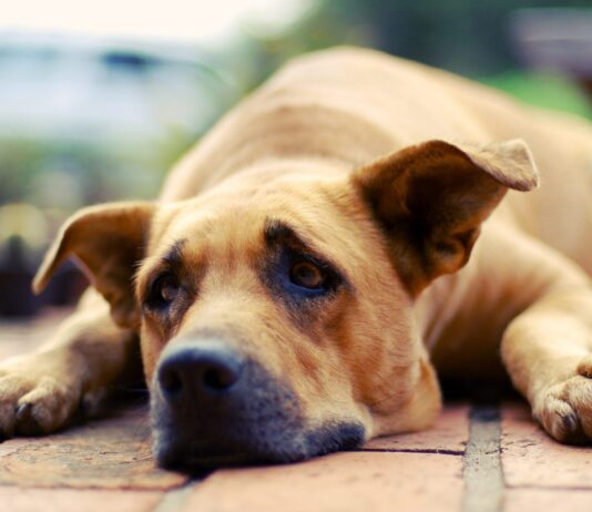 Can Dogs Cry? – Whole Dog Journal Can Dogs Cry? - Whole Dog Journal