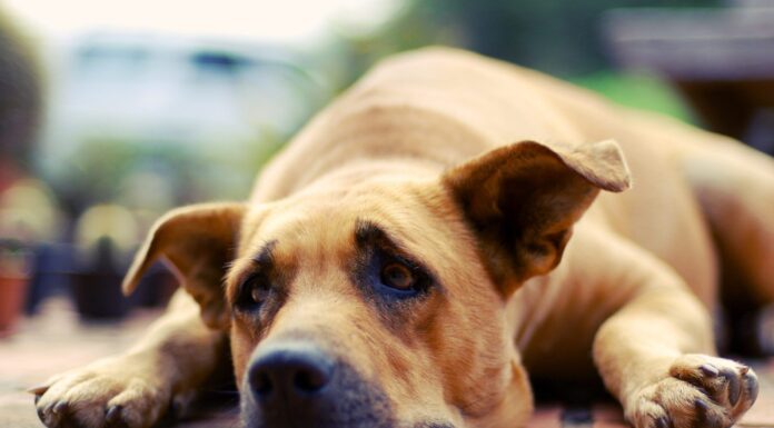 Can Dogs Cry? – Whole Dog Journal Can Dogs Cry? - Whole Dog Journal