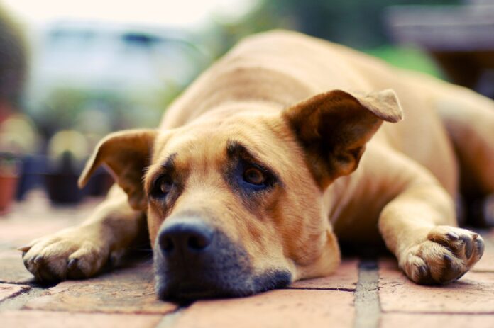 Can Dogs Cry? - Whole Dog Journal