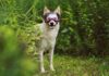 Choosing the Best Dog Goggles Choosing the Best Dog Goggles