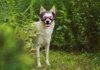 Choosing the Best Dog Goggles Choosing the Best Dog Goggles