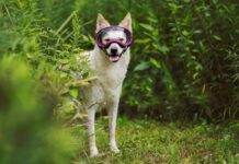 Choosing the Best Dog Goggles Choosing the Best Dog Goggles