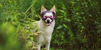 Choosing the Best Dog Goggles Choosing the Best Dog Goggles