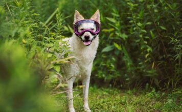 Choosing the Best Dog Goggles Choosing the Best Dog Goggles