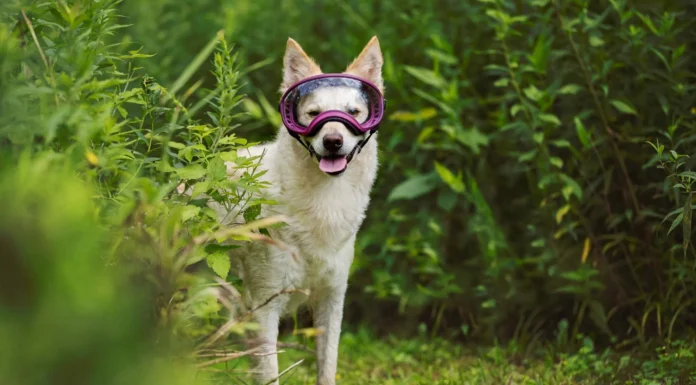 Choosing the Best Dog Goggles Choosing the Best Dog Goggles