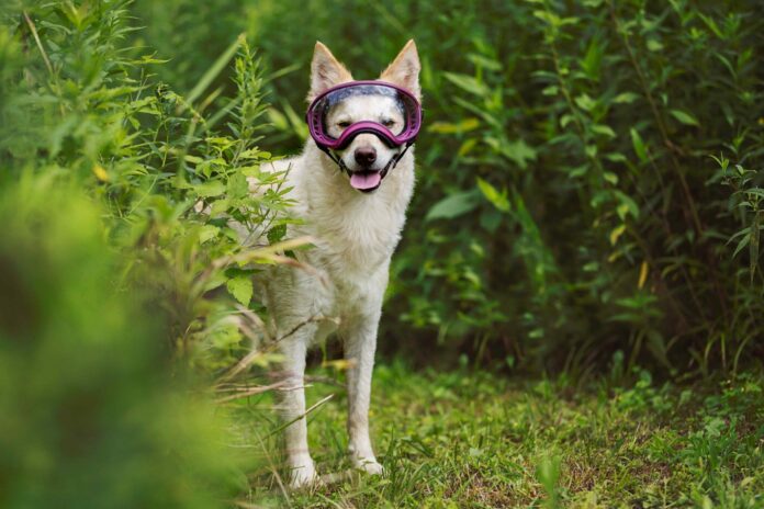 Choosing the Best Dog Goggles