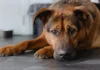 Colitis in Dogs – Whole Dog Journal Colitis in Dogs - Whole Dog Journal