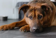 Colitis in Dogs – Whole Dog Journal Colitis in Dogs - Whole Dog Journal
