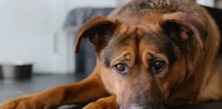 Colitis in Dogs – Whole Dog Journal Colitis in Dogs - Whole Dog Journal