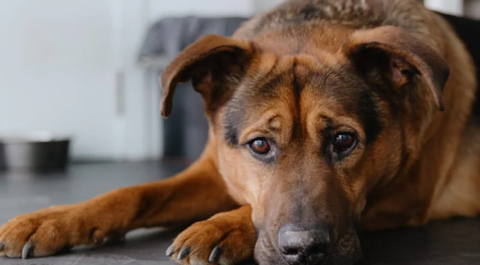 Colitis in Dogs – Whole Dog Journal Colitis in Dogs - Whole Dog Journal