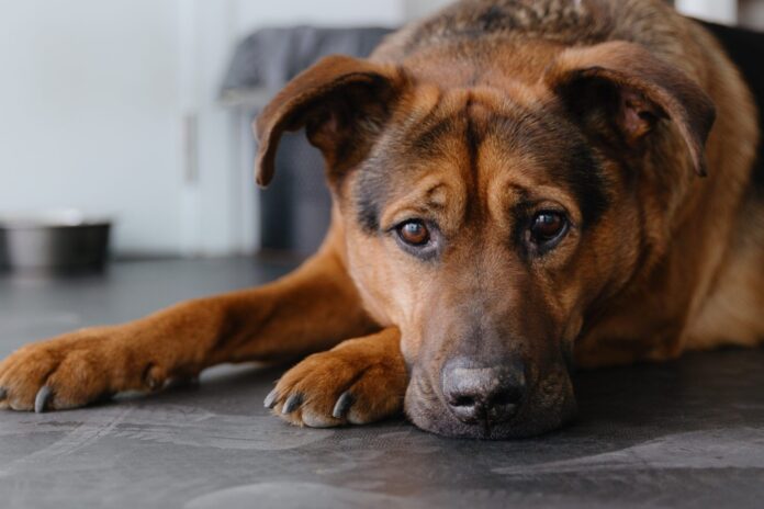 Colitis-in-Dogs-Whole-Dog-Journal.jpg Colitis in Dogs - Whole Dog Journal