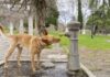 Diabetes Insipidus in Dogs – Whole Dog Journal Diabetes Insipidus in Dogs - Whole Dog Journal