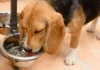Diabetes Insipidus in Dogs – Whole Dog Journal Diabetes Insipidus in Dogs - Whole Dog Journal