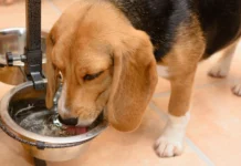 Diabetes Insipidus in Dogs – Whole Dog Journal Diabetes Insipidus in Dogs - Whole Dog Journal