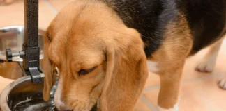 Diabetes Insipidus in Dogs - Whole Dog Journal