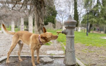 Diabetes Insipidus in Dogs – Whole Dog Journal Diabetes Insipidus in Dogs - Whole Dog Journal