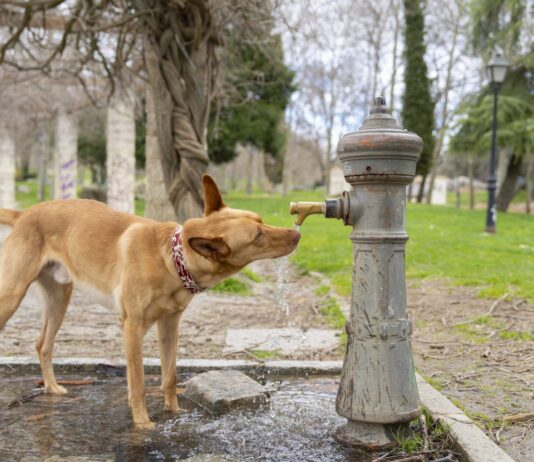 Diabetes Insipidus in Dogs – Whole Dog Journal Diabetes Insipidus in Dogs - Whole Dog Journal