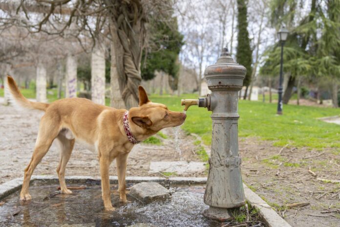Diabetes Insipidus in Dogs - Whole Dog Journal