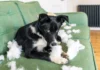 Do Dogs Feel Guilt? – Whole Dog Journal Do Dogs Feel Guilt? - Whole Dog Journal