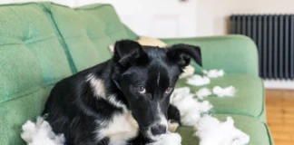 Do Dogs Feel Guilt? – Whole Dog Journal Do Dogs Feel Guilt? - Whole Dog Journal