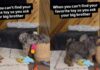 Dog Can’t Find Favorite Toy, So She Calls in Furry Big Brother for Backup Dog Can't Find Favorite Toy, So She Calls in Furry Big Brother for Backup