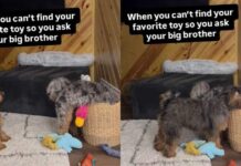 Dog Can’t Find Favorite Toy, So She Calls in Furry Big Brother for Backup Dog Can't Find Favorite Toy, So She Calls in Furry Big Brother for Backup