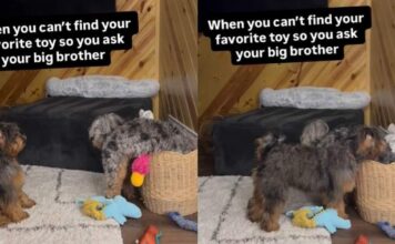 Dog Can’t Find Favorite Toy, So She Calls in Furry Big Brother for Backup Dog Can't Find Favorite Toy, So She Calls in Furry Big Brother for Backup