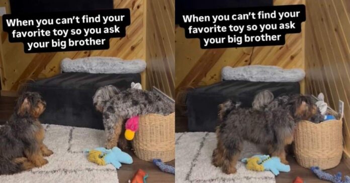 Dog-Cant-Find-Favorite-Toy-So-She-Calls-in-Furry.jpg Dog Can't Find Favorite Toy, So She Calls in Furry Big Brother for Backup