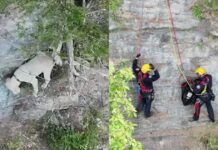 Dog Falls Down a Cliff and Spends 17 Hours Waiting on a Tiny Ledge for Help Dog Falls Down a Cliff and Spends 17 Hours Waiting on a Tiny Ledge for Help