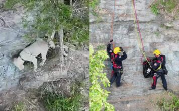 Dog Falls Down a Cliff and Spends 17 Hours Waiting on a Tiny Ledge for Help Dog Falls Down a Cliff and Spends 17 Hours Waiting on a Tiny Ledge for Help