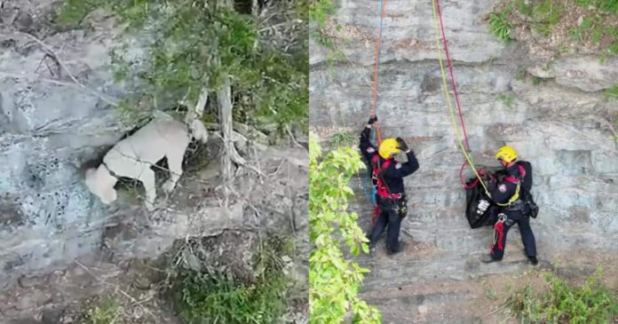 Dog Falls Down a Cliff and Spends 17 Hours Waiting on a Tiny Ledge for Help