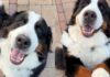 Dog Goes an Extra Mile When Human Asks for Paw & Does Something No One Saw Coming Dog Goes an Extra Mile When Human Asks for Paw & Does Something No One Saw Coming