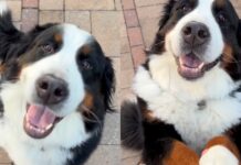 Dog Goes an Extra Mile When Human Asks for Paw & Does Something No One Saw Coming Dog Goes an Extra Mile When Human Asks for Paw & Does Something No One Saw Coming