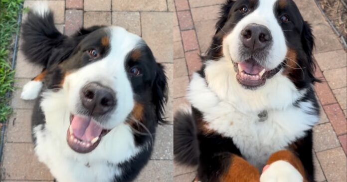 Dog-Goes-an-Extra-Mile-When-Human-Asks-for-Paw.jpg Dog Goes an Extra Mile When Human Asks for Paw & Does Something No One Saw Coming