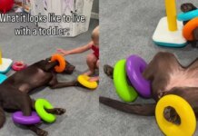 Dog Is ‘Fully Committed’ To Living the Toddler Life & Their Playtime Is Proof Enough Dog Is ‘Fully Committed’ To Living the Toddler Life & Their Playtime Is Proof Enough