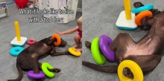 Dog Is ‘Fully Committed’ To Living the Toddler Life & Their Playtime Is Proof Enough