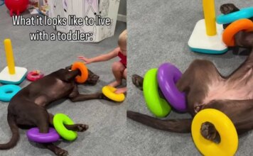 Dog Is ‘Fully Committed’ To Living the Toddler Life & Their Playtime Is Proof Enough Dog Is ‘Fully Committed’ To Living the Toddler Life & Their Playtime Is Proof Enough