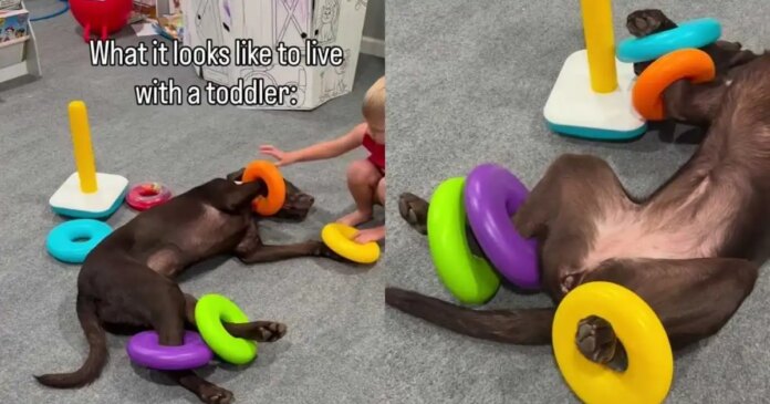 Dog Is ‘Fully Committed’ To Living the Toddler Life & Their Playtime Is Proof Enough