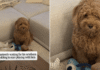 Dog Looks at Newborn, Then at Owner Like ‘When Does This Tiny Human Start Playing?’ Dog Looks at Newborn, Then at Owner Like 'When Does This Tiny Human Start Playing?'