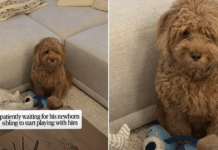 Dog Looks at Newborn, Then at Owner Like ‘When Does This Tiny Human Start Playing?’ Dog Looks at Newborn, Then at Owner Like 'When Does This Tiny Human Start Playing?'